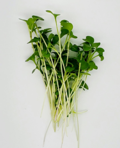 Broccoli Microgreens