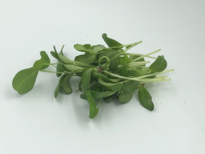 Fenugreek microgreens