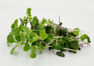 Healthy mix microgreens