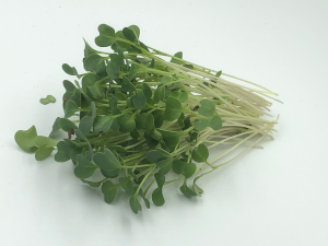 Kale microgreens