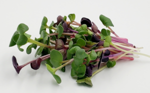 Rainbow radish microgreens