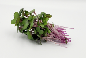 Red cabbage microgreens