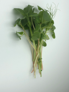 Microgreen salad mix