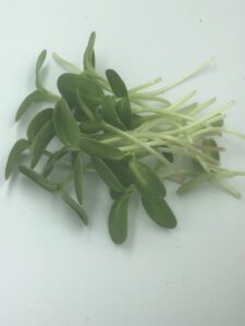 Sunflower shoots