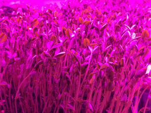 Pea Microgreens under the grow lights
